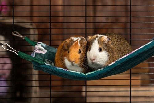 Kraina Tuptusia hamak dla fretki 30x50cm na Arena.pl