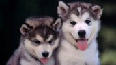 FOTOTAPETA ZWIERZĘTA SZCZENIAKI MAŁE HUSKY