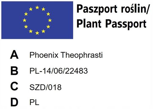 Phoenix Theophrasti palma mrozoodporna 20-30cm na Arena.pl