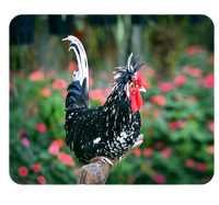 Podkładka pod myszkę Kury