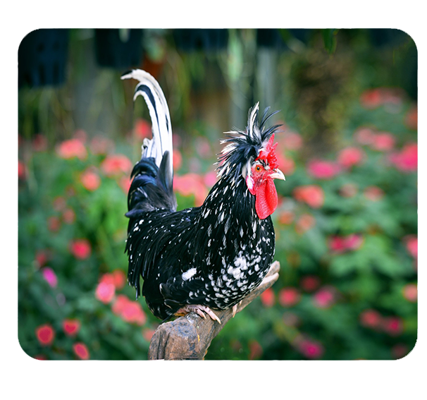 Podkładka pod myszkę Kury zdjęcie 1