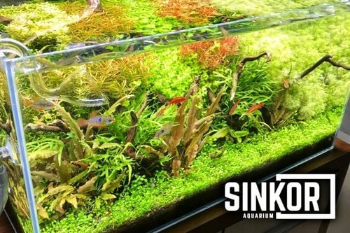 Sinkor LED II 45 cm WRB 15W z Wifi LED Control na Arena.pl