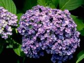 Hortensja ogrodowa 'Ayesha' KOLOROWA PIĘKNOŚC DO OGRODU