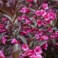 Krzewuszka VICTORIA Weigela Bordo Duża sadzonka P9