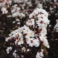 LAGERSTROEMIA BIAŁA CZERWONY LIŚĆ 50 / 70 CM