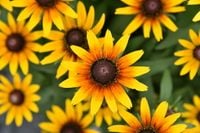 product-compare-59681639