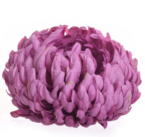 Chryzantema extra dirty violet na Arena.pl