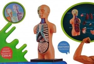 ANATOMIA CZŁOWIEKA na Arena.pl