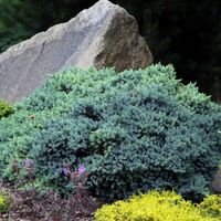 Jałowiec BLUE STAR Niebieska miniatura 20cm C3