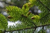 Świerk Sitkajski 4letnia SADZONKA Picea Sitchensis 50/70cm