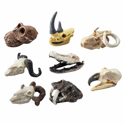 ZESTAW ARCHEOLOGICZNY CZASZKI na Arena.pl