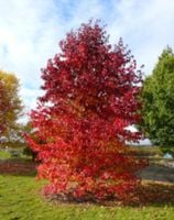 AMBROWIEC AMERYKAŃSKI Liquidambar styraciflua - NASIONA 1500 sztuk - 10g.