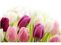 60X40CM SOCZYSTE TULIPANY OBRAZ