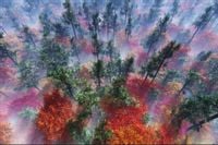 Fototapeta JESIEŃ Las we Mgle Natura do Salonu 270x180
