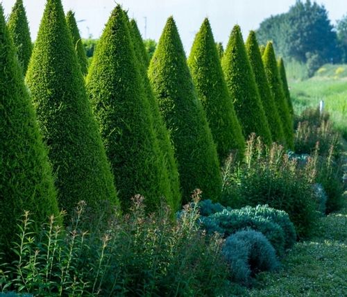 WIOSENNY nawóz do iglaków TUI10 KG SOLIDNY SZTRZAŁ W KOLORZE ZIELONE IGLAKI na Arena.pl