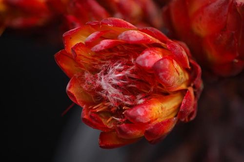 Protea lakierowana na Arena.pl