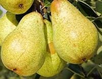 GRUSZA LIPCÓWKA wczesna niskopienna - sadzonki 50 / 80 cm