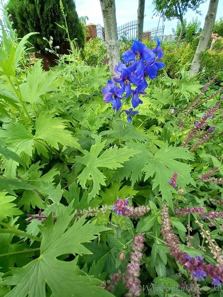 Ostróżka trwała mix na wysoką rabatę nasiona 0,2 g. zdjęcie 4