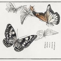 Plakat 20x20cm Ilustracje Motyle Morimoto Toko Japoński Vintage do Salonu