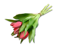 Tulipany silikonowe różowe| realistyczny wygląd | 27 cm bukiet | 7 szt.