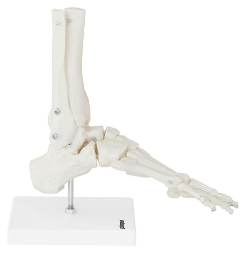 Staw skokowy - model anatomiczny Physa PHY-FM-2 na Arena.pl
