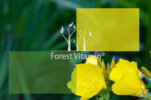 MOCNY OLEJ Z NASION WIESIOŁKA GLA 9% LA 85% + WITAMINA E 180 kapsułek na Arena.pl