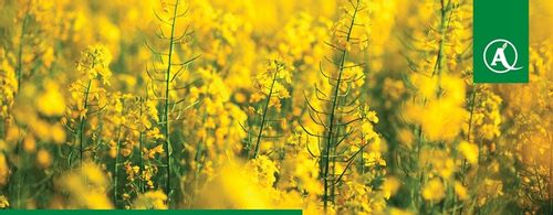 FUSILADE FORTE 150EC 1L CHWASTNICA PERZ MIOTŁA ŚRODEK CHWASTOBÓJCZY CHWASTY na Arena.pl