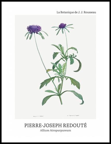 Plakat 60x80cm Design Allium Atropurpureum, Redoute Vintage do Salonu na Arena.pl