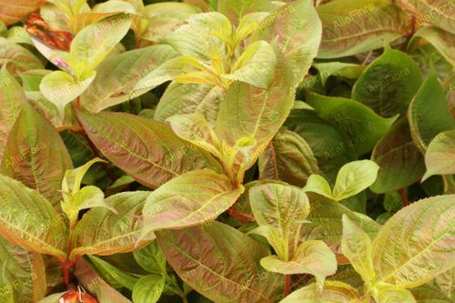 Krzewuszka cudowna 'Wings of Fire' (Weigela florida) Doniczka 2.0L na Arena.pl