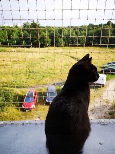 ZESTAW SIATKA NA BALKON 4x3 DLA KOTA WZMOCNIONA DRUCIKIEM BEZ WIERCENIA na Arena.pl