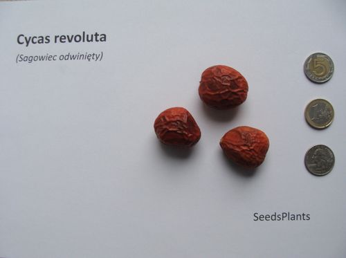 SAGOWIEC ODWINIĘTY Cycas revoluta NASIONA 7 sztuk - 100g. na Arena.pl