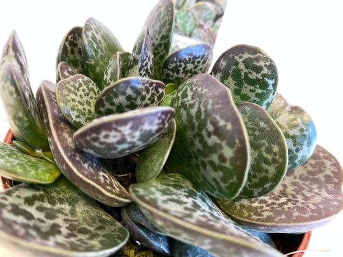 Adromischus Maculatus 15 cm na Arena.pl