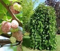 MORWA BIAŁA SZCZEPIONA NA PNIU PENDULA 170 cm