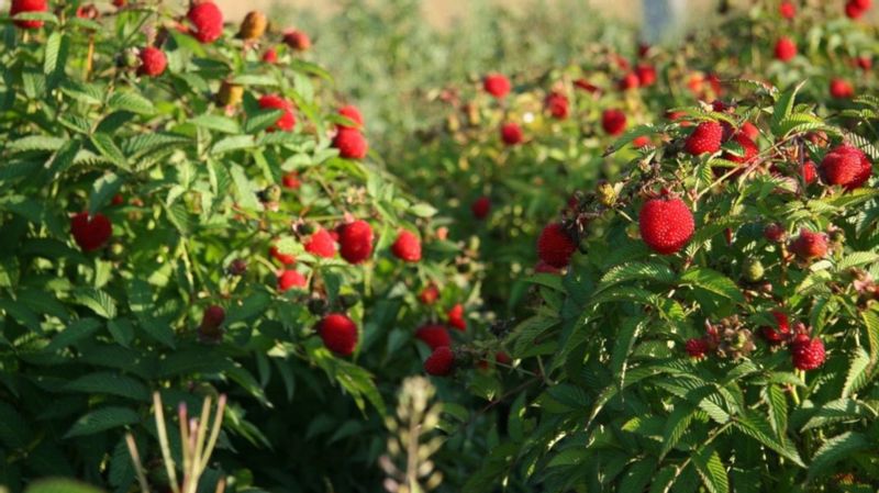 MALINOTRUSKAWKA - sadzonki w doniczkach zdjęcie 3