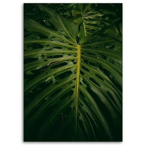 Deco Panel, Monstera liść grafika 40x60 na Arena.pl