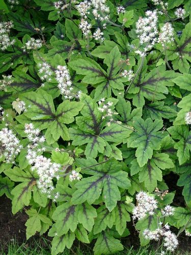 Tiarella Iron Butterfly - Tiarella na Arena.pl