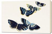 Obraz 90x60cm Butterfly 17, Sekka Japoński Vintage do Salonu