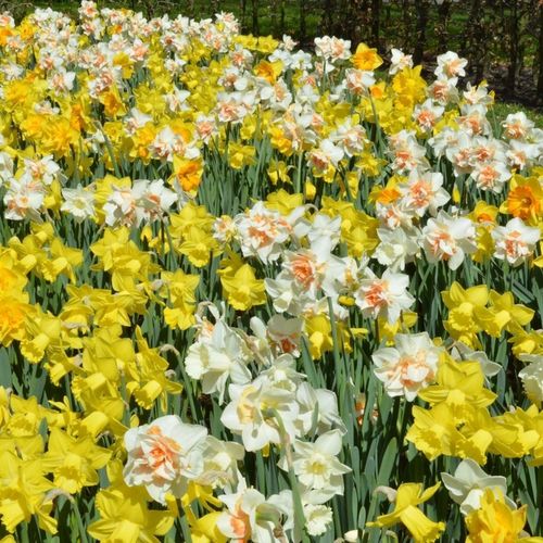 NARCYZ zestaw MIX BOTANICZNY cebulki 50 szt. + GRATIS na Arena.pl