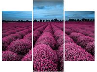 OBRAZ LAWENDOWY NCUSKI KRAJOBRAZ