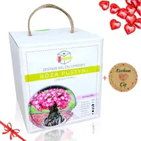 RÓŻA PUSTYNI DRZEWKO BONSAI PREZENT NA WALENTYNKI DZIEŃ BABCI URODZINY