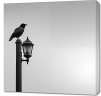 Obraz 70x70cm Samotny Postój Kruka