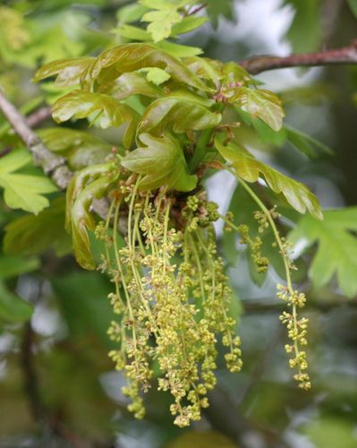 DĄB SZYPUŁKOWY Quercus robur NASIONA 160 sztuk - 1kg. na Arena.pl