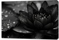 Obraz 100x70cm Lotos w Czerni