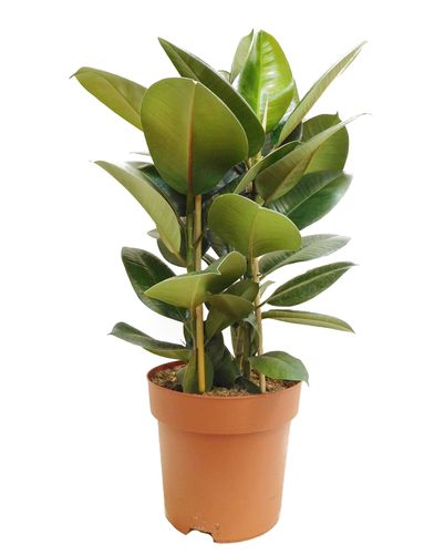 FIKUS ELASTIKA ROBUSTA 80 cm na Arena.pl