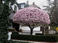 Wiśnia KANZAN SZCZEPIONA DUŻA SADZONKA 180 cm