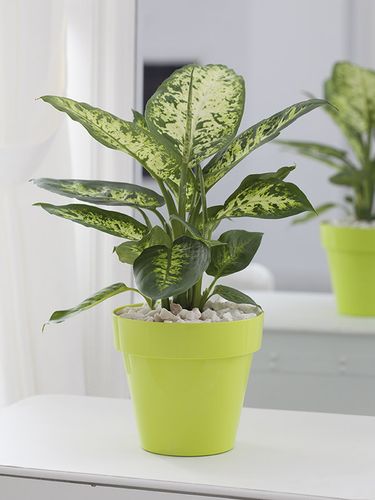 Osłonka Ibiza 14cm biała na Arena.pl