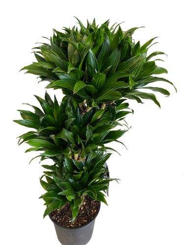 Dracena COMPACTA 90 cm na Arena.pl