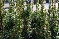 Cis pośredni Wojtek - Taxus media