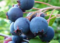 ŚWIDOŚLIWA OLCHOLISTNA Smoky - sadzonki w doniczkach