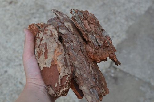 SUPER OZDOBNA Kora sosnowa ręcznie wybierana GRUBA na Arena.pl